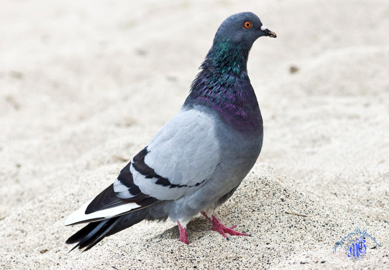 pigeon-2