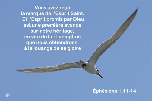 Ephesiens 1 11 14aw