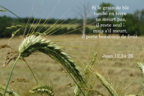 Jean 12 24 26aw